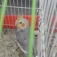 عروس هلندی نر ماده