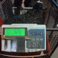 دام زنده در البرز ارسال با قصاب دهقان|حیوانات مزرعه|کرج, عظیمیه|دیوار