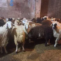 خرید بصورت حضوری و آنلاین (تلفنی) گوسفند زنده ..|حیوانات مزرعه|تهران, نیروی هوایی (پیروزی)|دیوار
