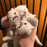 رزرو گربه دوست داشتنی