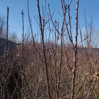 نهال گل ابریشم ،نارون ،ارغوان و چنار،سنجد،گزخمره ی