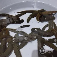 فروش زالو آماده آرایشی و طبی شلکا‌«جراح کوچک »|عمده‌فروشی|تهران, جوادیه تهرانپارس|دیوار