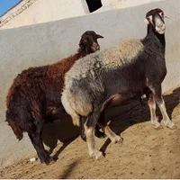 پردیس بومهن رودهن ارسال گوسفند زنده پروار باقصاب|حیوانات مزرعه|پردیس, |دیوار