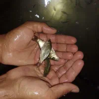 بچه ماهی کپور زنده واسه شیلات