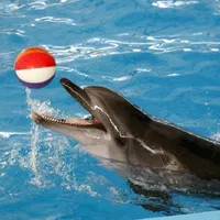 تورکیش همه روزه اقساط