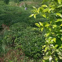 زمین / مسکونی / ویلایی / ۱۴۳۰ متری / چماچاه|فروش زمین و ملک کلنگی|رشت, منظریه|دیوار