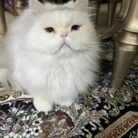 گربه پرشین نر بالغ