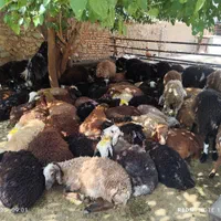 دشت مغانی گوسفند سراب ونژاد کردستانی زنده|حیوانات مزرعه|تهران, اوین|دیوار