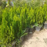 درخت فروشی بن دار ماده ۷