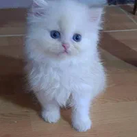 بچه گربه های نژاد دار و زیبا|گربه|بندر انزلی, چهارفریضه|دیوار