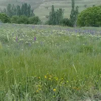 اجاره کوتاه مدت یک واحد سوئیت ۴۵متری