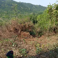 هرس زمین و باغ با دستگاه