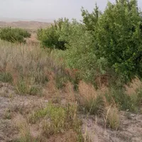 فروش زمین کشاورزی|فروش دفتر صنعتی، کشاورزی، تجاری|تهران, گمرک|دیوار