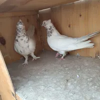 کبوتر پاکستانی و انگلیسی و شازده و طوقی و سرور و|پرنده|رباط‌کریم, |دیوار
