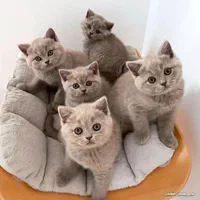 مهد گربه اشرافی/اسکات لندی/بریتانی ی/چین،چیلا|گربه|تهران, شهرک غرب|دیوار