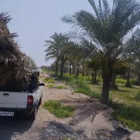 چوب تنه نخل خرما از تنه یک متری تا ۸متری درخت|گل و گیاه طبیعی|کارون, |دیوار