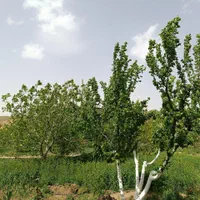 باغ چهاردیواری با امکانات پرورش اسب،دام قابل تهاتر|فروش دفتر صنعتی، کشاورزی، تجاری|هشتگرد, خور|دیوار