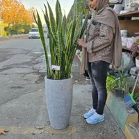 ویزیت،نگهداری گل و گیاهان،دوره ای ،دائمی،تعویض خاک|خدمات باغبانی و درختکاری|مشهد, هفت تیر (حافظ)|دیوار