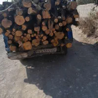 خرید چوب صنوبر و پرتغال و خرید ریشه مرکبات