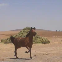 مادییون کرد