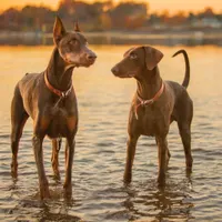 سگ های نگهبان Doberman|سگ|کرج, کوی زنبق|دیوار