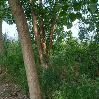 فروش درخت صنوبر|گل و گیاه طبیعی|بندر انزلی, تربه گوده|دیوار