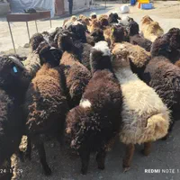 دام سرای فروش زنده دام کلیه مناطق تهران-|حیوانات مزرعه|تهران, سهروردی|دیوار