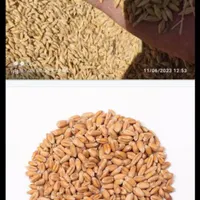 بوجاری و لیزر گندم و کلیه دانه ها