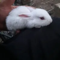 بچه خرگوش قیمت ۱۰۰۰۰۰