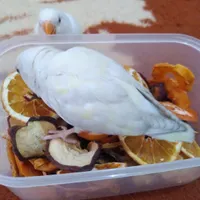 طوطی برزیلی سفیدگمشده