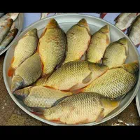 انواع بَچه مآهی در اِستخر آب ثابت (ًکپُور علفخوار|ماهی|اصفهان, ملاصدرا|دیوار