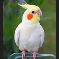 عروس هلندی گم شده