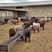 گوسفند فردیس، بنفشه ،۱۱۰،شهرک ناز،وحدت زنده|حیوانات مزرعه|کرج, شهرک بنفشه|دیوار