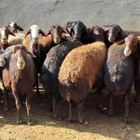 پردیس بومهن رودهن ارسال گوسفند زنده پروار باقصاب|حیوانات مزرعه|پردیس, |دیوار