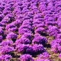 مشارکت در بسته بندی گیاهان داروی و حبوبات.دورکاری|استخدام صنعتی، فنی، مهندسی|اهواز, زرگان|دیوار