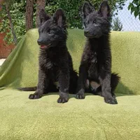 ۴نژاد پر طرفدار د گارد کنکورسو ژرمن گلدن رتوایلر|سگ|تهران, آجودانیه|دیوار