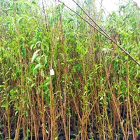 فروش مستقیم از نهالستان نهال شناسنامه‌دار و بامجوز|خدمات باغبانی و درختکاری|شهریار, |دیوار