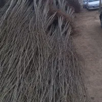 نهال صنوبر یک ساله