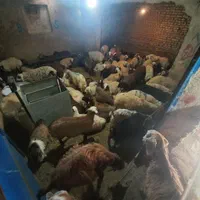خرید بصورت حضوری و آنلاین (تلفنی) گوسفند زنده ..|حیوانات مزرعه|تهران, نیروی هوایی (پیروزی)|دیوار