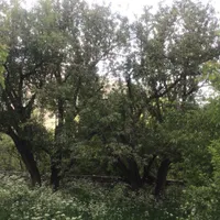 باغ ویلا کوشکک گچسر|فروش خانه و ویلا|آسارا, |دیوار
