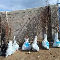 نهال ۴ساله میوه گردو وخانواده بری|خدمات باغبانی و درختکاری|تویسرکان, |دیوار