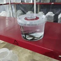 فروش زالو آماده آرایشی و طبی شلکا‌«جراح کوچک »|عمده‌فروشی|تهران, جوادیه تهرانپارس|دیوار