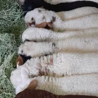 گوسفندهمه رقم ،همه نژاد،همه وزن از10کیلو
