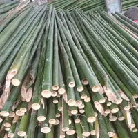 فروش چوب بامبو ارتفاع۲ تا ۵ مترعمده|گل و گیاه طبیعی|اسلام‌شهر, ده عباس|دیوار