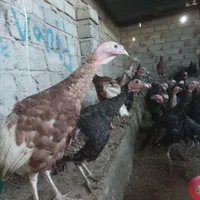بوقلمون برنز و بوربون|حیوانات مزرعه|مشگین شهر, |دیوار