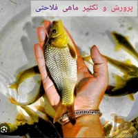 انواع بَچه مآهی در اِستخر آب ثابت (ًکپُور علفخوار