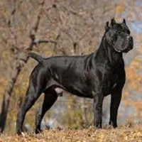 توله سگ 65 روزه دوبرمن ژرمن روتوایلر کن کورسوو|سگ|تهران, گیشا|دیوار