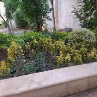 شمشاد طلایی|گل و گیاه طبیعی|تهران, سعادت‌آباد|دیوار