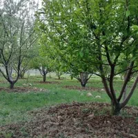 انجام کلی کار باغ شما با تجربه۱۷ سال باغبانی