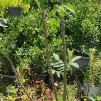 نهال و درخت ۴ ساله درشت گردو باردار|خدمات باغبانی و درختکاری|فلاورجان, |دیوار
